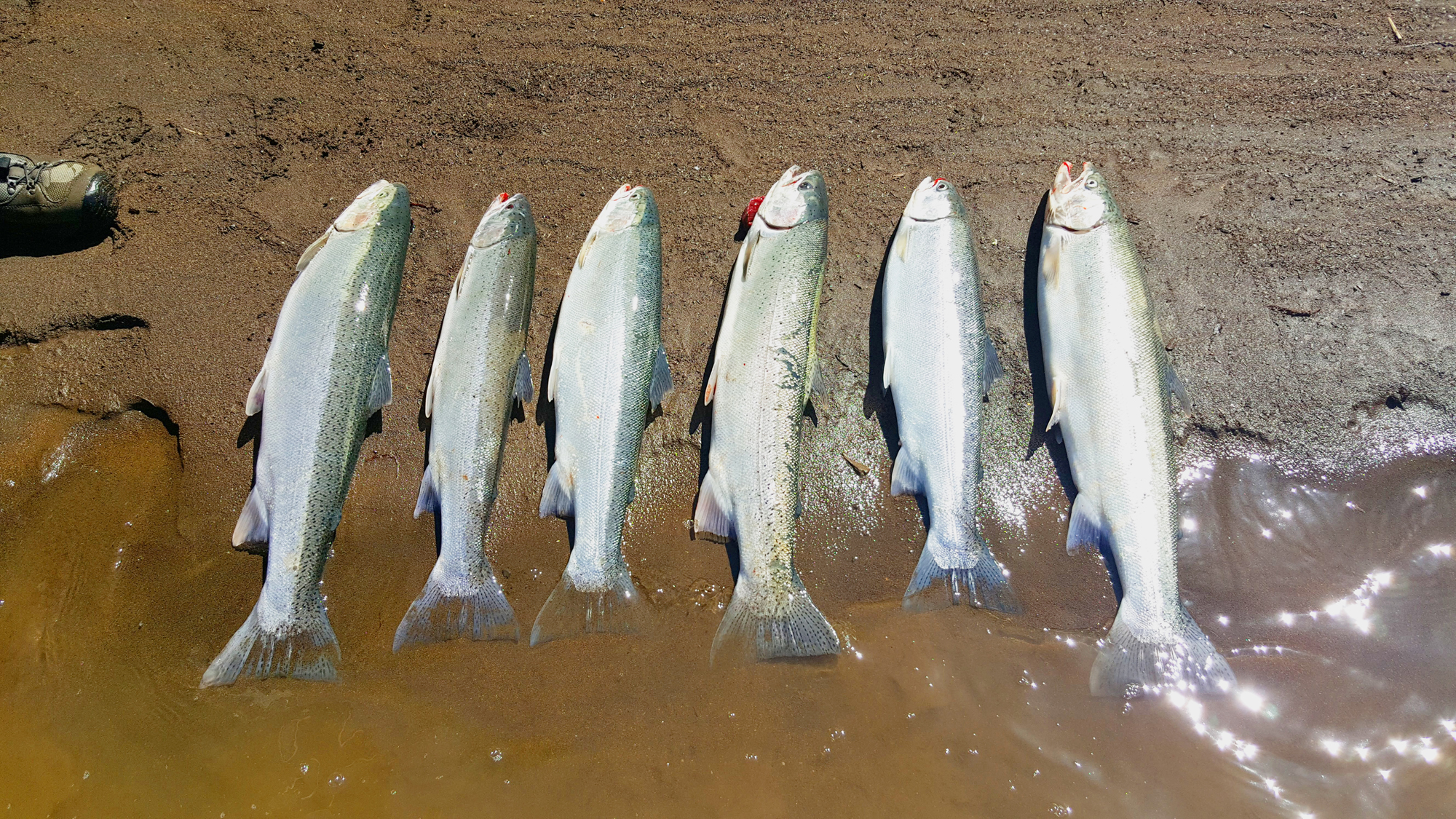 Steelhead Fishing - Tillamook Bay Fishing Guides